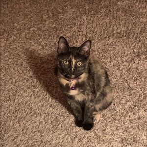 Meet your Posher, Troy